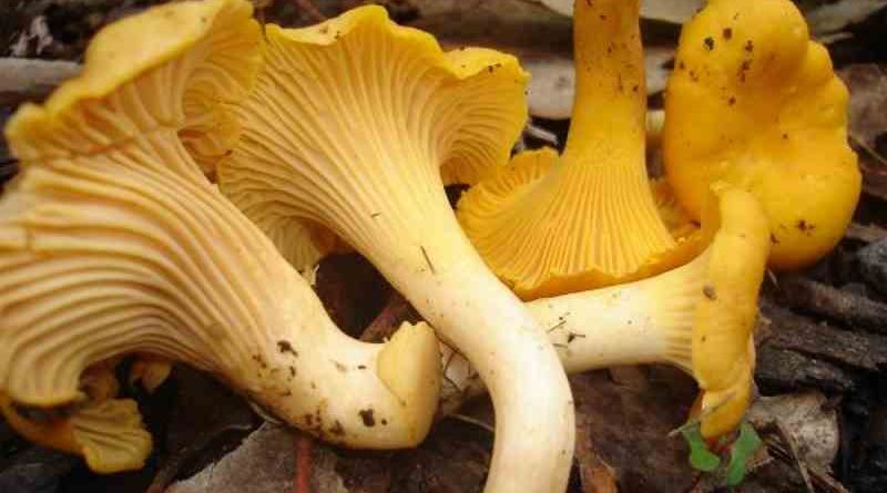 gljiva gljiva za bolove u zglobovima